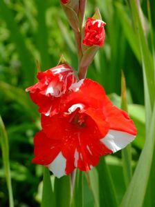 2014_gladiole_27