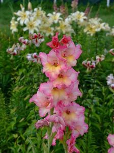 2014_gladiole_30