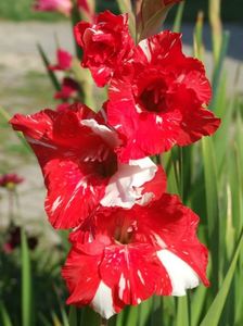 2014_gladiole_31