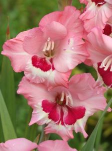 2014_gladiole_32