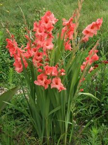 2014_gladiole_33