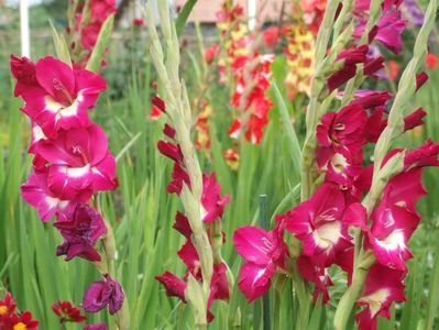 2014_gladiole_36