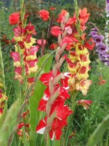 2014_gladiole_39