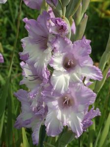 2014_gladiole_42