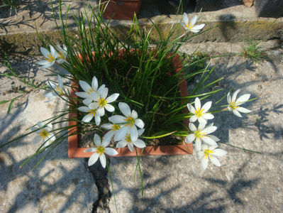 Zephyranthes candida (Lindl.) Herb.1826; Denumire acceptata
