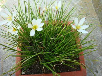 Zephyranthes candida  (Lindl.) Herb.1826; Denumire acceptata
