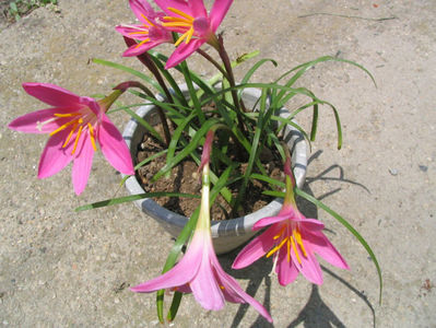 Zephyranthes minuta (Kunth) D.Dietr.1840.; Denumire acceptata.
