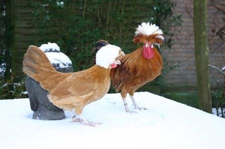 nieuws2