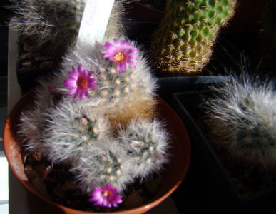 Mammillaria laui var.nova