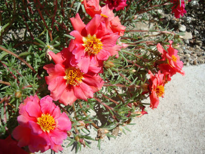 Portulaca grandiflora Hook.1829.; Denumire acceptata.
