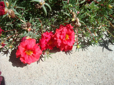 Portulaca grandiflora Hook.1829.; Denumire acceptata.
