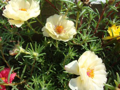 Portulaca grandiflora Hook.1829.; Denumire acceptata.
