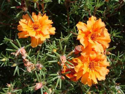 Portulaca grandiflora Hook.1829.; Denumire acceptata.
