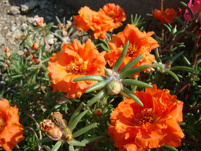 Portulaca grandiflora Hook.1829.; Denumire acceptata.
