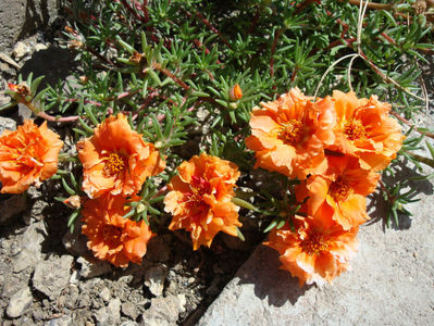 Portulaca grandiflora Hook.1829.; Denumire acceptata.
