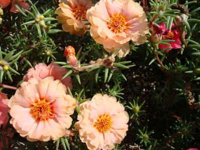 Portulaca grandiflora Hook.1829.; Denumire acceptata.
