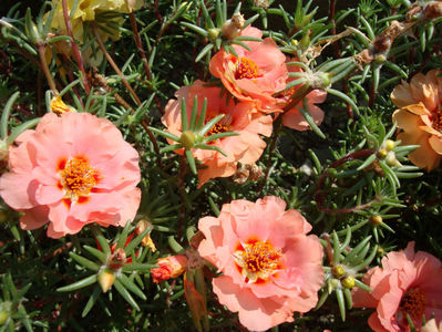 Portulaca grandiflora Hook.1829.; Denumire acceptata.
