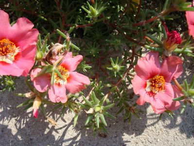 Portulaca grandiflora Hook.1829.; Denumire acceptata.
