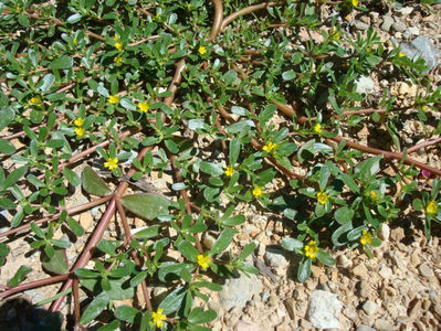 Portulaca oleracea L.1753.; denumire acceptata.
