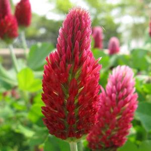 Seminte de Trifoi Incarnat - 11,1 lei; Seminte de Trifoi Incarnat - Green Manures Crimson Clover
