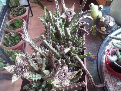 Orbea Variegata(Stapelia); Este originara din Africa de Sud .
