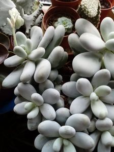 Pachyphytum Oviferum-planta drajeu