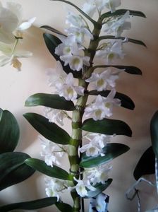 Orhidee Dendrobium