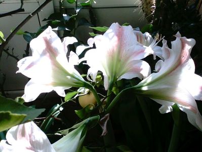 Amaryllis