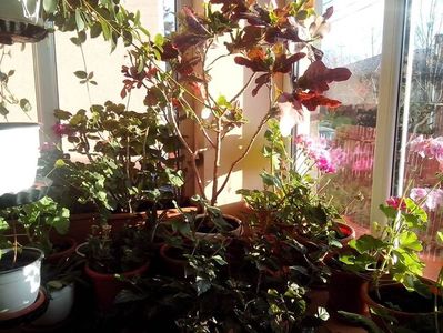 Croton,Pelargonium-Muscate