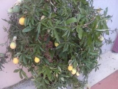Passiflora cu fructe