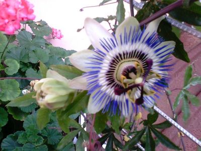 Passiflora