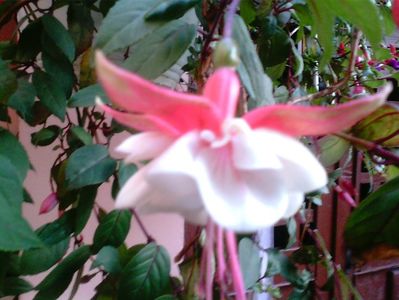 Fuchsia-Cercelus