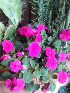 Impatiens-SporulCasei