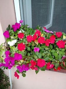 Impatiens-SporulCasei