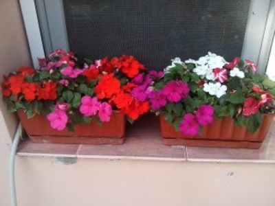 Impatiens-SporulCasei