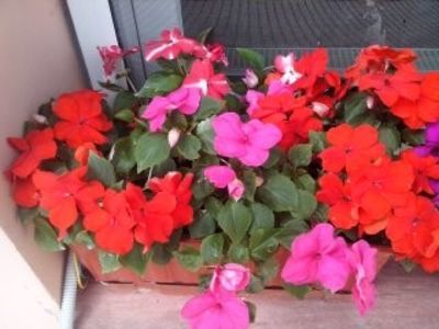 Impatiens-SporulCasei