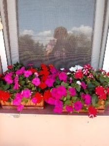 Impatiens-SporulCasei