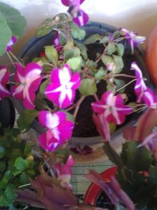 Impatiens-SporulCasei