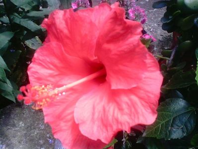 Hibiscus Cairo Red
