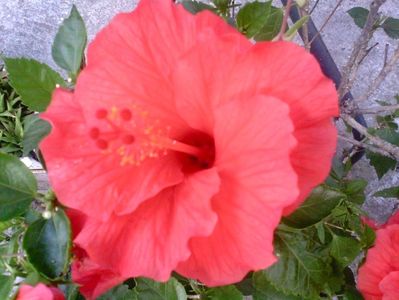 Hibiscus Cairo Red