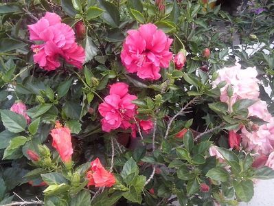 Hibiscus Cairo Red,Hibiscus Double pink-Cyclam,Hibiscus Kona