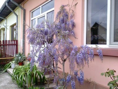 Glicina