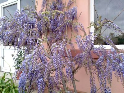Glicina