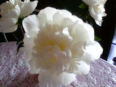 Bujor alb
