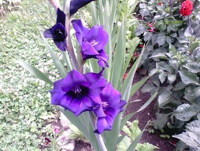 Gladiola mov