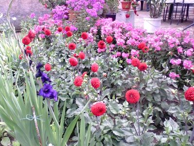 Gladiole ,Dalii ,Phlox