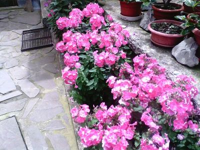Phlox