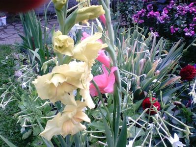 Gladiole