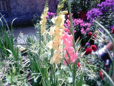 Gladiole , dalii rosii , phlox