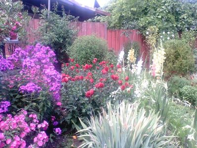 Phlox , dalii , gladiole